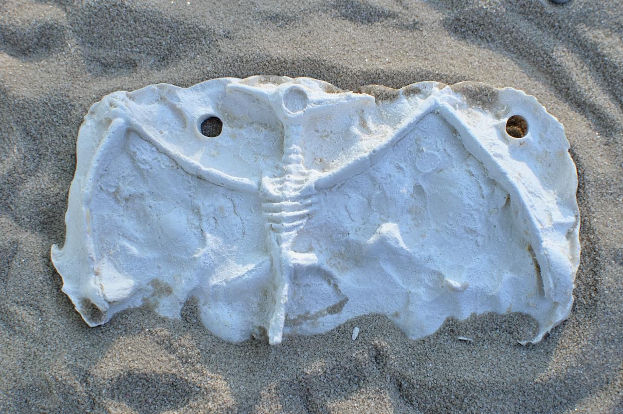 small dinosaur fossils for sale