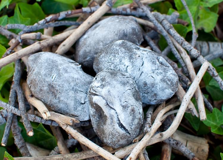 Dinosaur eggs in your backyard - Rosie Research