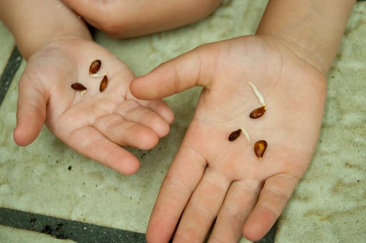 Growing Apple Seeds