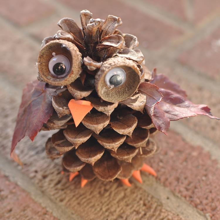 What is inside a pine cone?