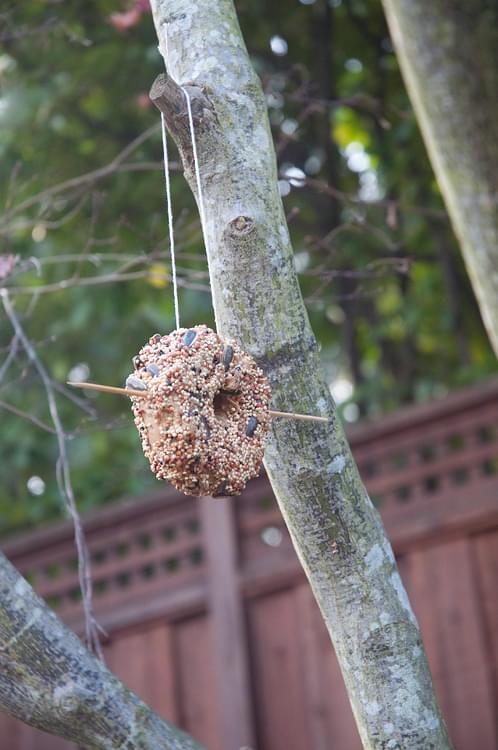 Bagel Bird Feeder